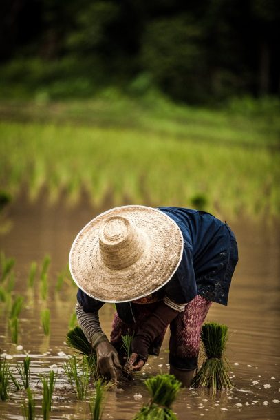 A rice farmers bends down to harvest rice from the farm