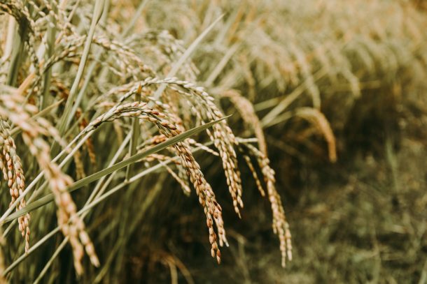 what's special about Japanese whisky - close-up on a rice plant in a field